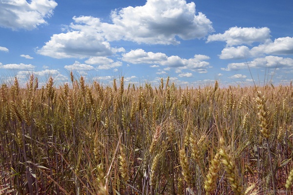 178 ezer agrártámogatási kérelem érkezett az MVH-hoz