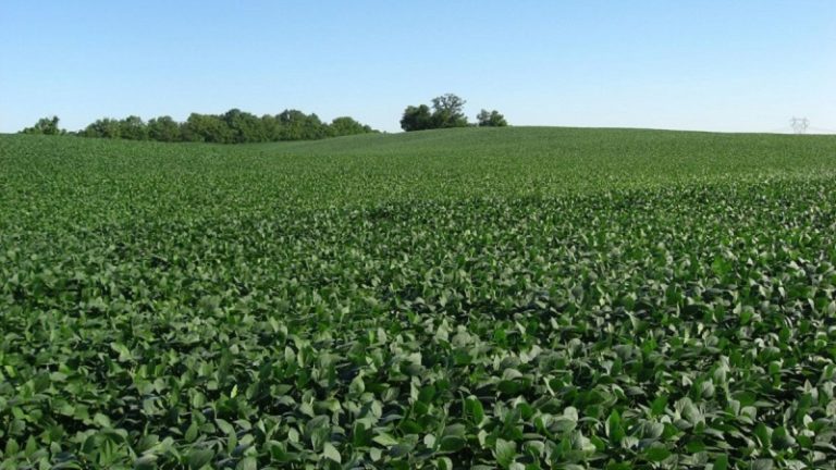 Októberben elbukhat az Európai Bizottság GMO-javaslata – Magyarország álláspontja nem változik