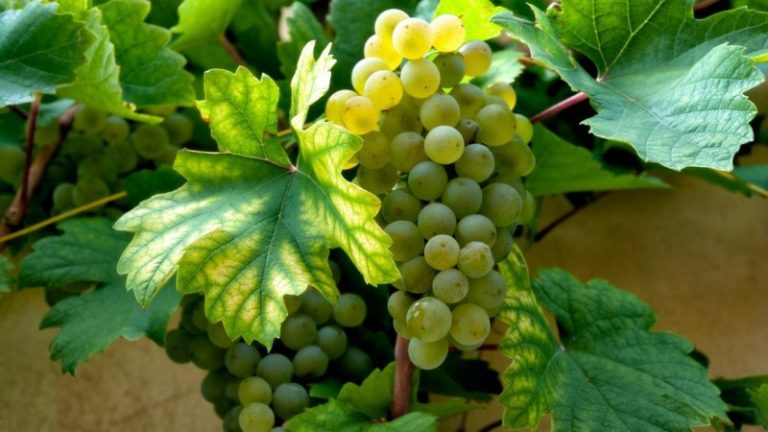 Mennyiségben és minőségben is jó borévjáratra számítanak