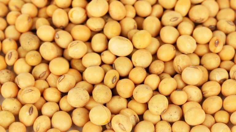 GMO-vita az Európai Parlamentben GMO-vita az Európai Parlamentben