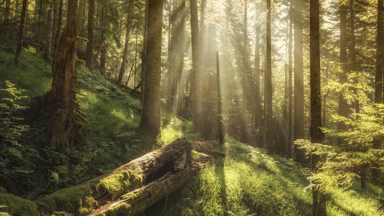 Timberland Capital: a német pénzügyi felügyelethez fordult az MNB Timberland Capital: a német pénzügyi felügyelethez fordult az MNB