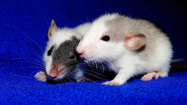 „A patkányok inkább választják a bioélelmiszereket, mint a hagyományosakat”