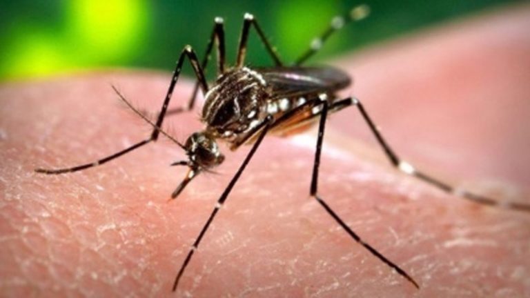 Zika-vírus – Ne utazzanak a riói olimpiára állapotos nők!