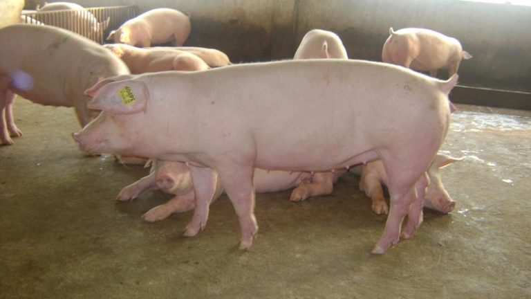 Kétszázmilliós áfacsalás csirkével és sertéshússal Kétszázmilliós áfacsalás csirkével és sertéshússal