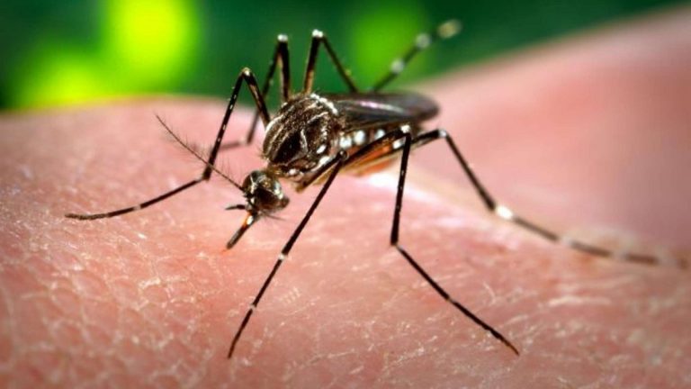Zika-vírus: mit tehetnek a turisták, mire számíthat a turisztikai ipar? Zika-vírus: mit tehetnek a turisták, mire számíthat a turisztikai ipar?