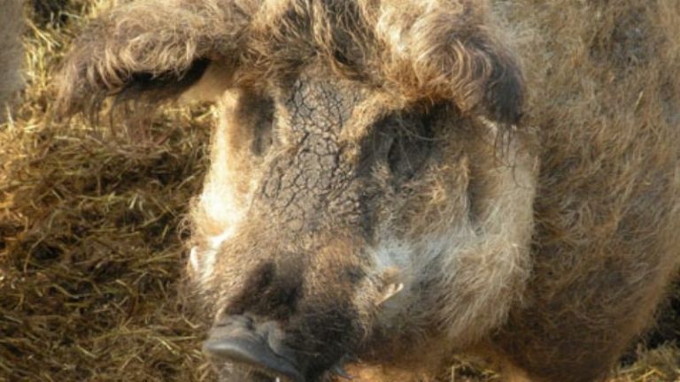 Japánban már bejött a magyar mangalica, most jöhet Amerika