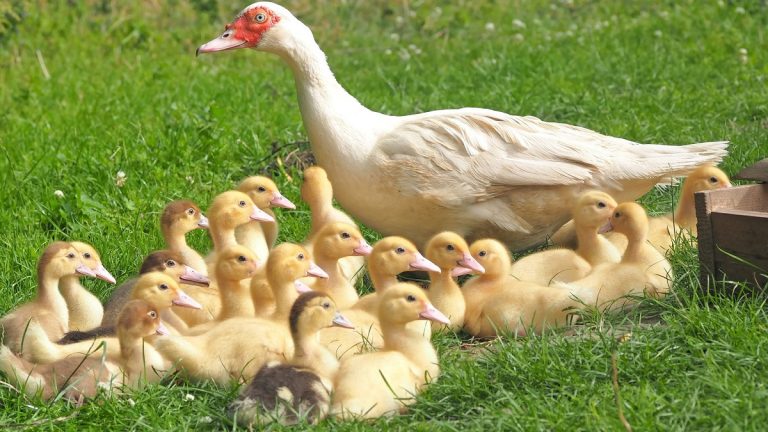 „Mamahotelben” él a hazai fiatalok 44 százaléka