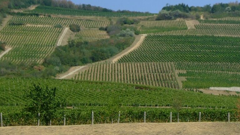 Alacsony felvásárlási árakra panaszkodnak a szőlősgazdák