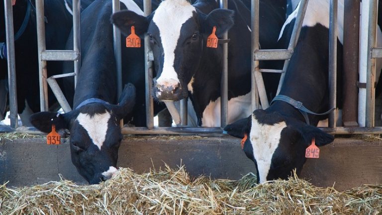Indul az uniós agrártámogatások kifizetése