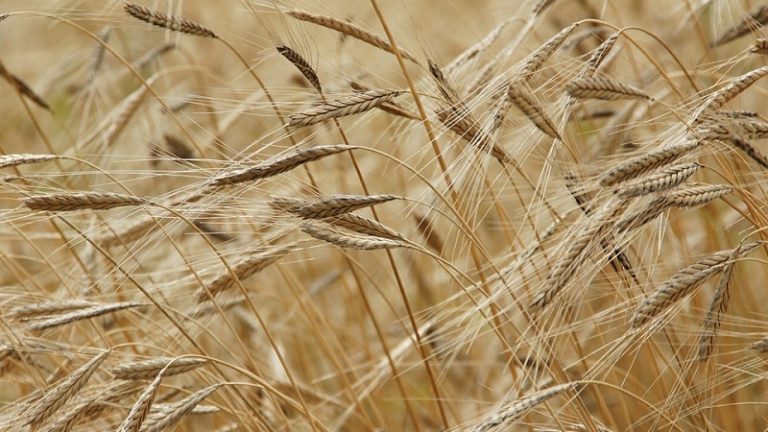 Kis Miklós Zsolt: kiemelt prioritás az uniós agrártámogatások megőrzése