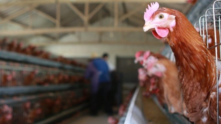 Eddig 3 milliárd forintot vitt el a madárinfluenza