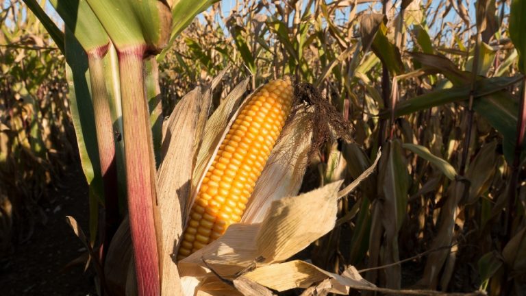 A klímaváltozáshoz alkalmazkodó agrártechnológiákat dolgoznak ki cégek a Kaposvári Egyetemmel