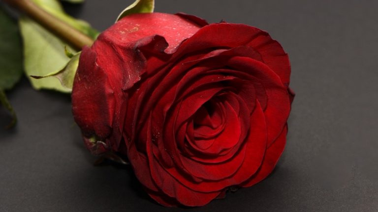 Honnan vesszük a Valentin-napi virágcsokrot? Honnan vesszük a Valentin-napi virágcsokrot?