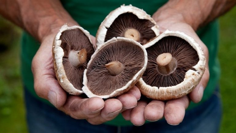 A gomba mellett is kampányol idén az Agrárkamara A gomba mellett is kampányol idén az Agrárkamara
