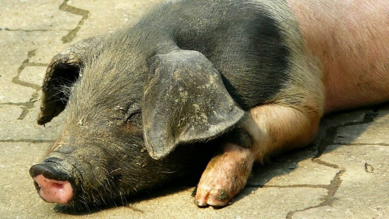„Mindannyian felelősek vagyunk”: a legfontosabb tudnivalók az Európai Állatjóléti Platformról „Mindannyian felelősek vagyunk”: a legfontosabb tudnivalók az Európai Állatjóléti Platformról