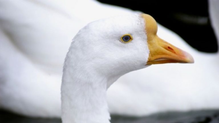 Zebrán átkelő libákkal is reklámozzák az idei OMÉK-et