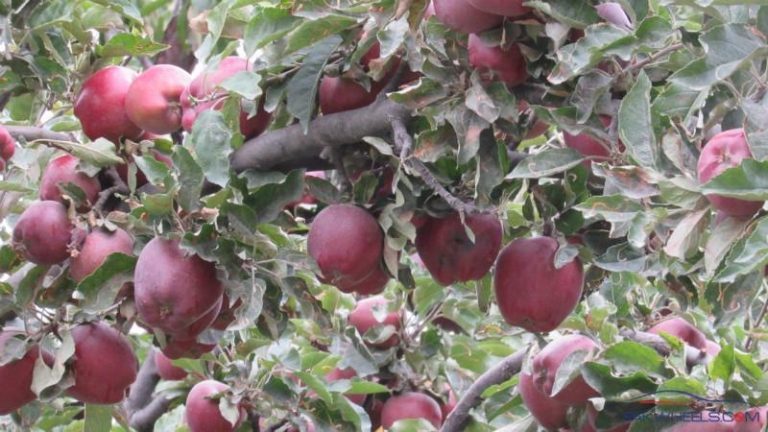 Új szilvaültetvények kellenek az Agrárkamara szerint Új szilvaültetvények kellenek az Agrárkamara szerint
