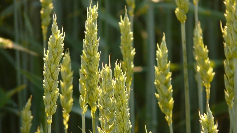 Uniós agrárpolitika: szélesebb hatáskört KAPhatnak a tagállamok Uniós agrárpolitika: szélesebb hatáskört KAPhatnak a tagállamok