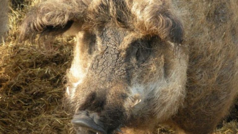 Tenyésztők és őstermelők termékei az idei Mangalica Fesztiválon