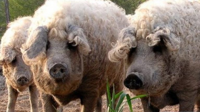 Nagy István: egyre népszerűbb a mangalica