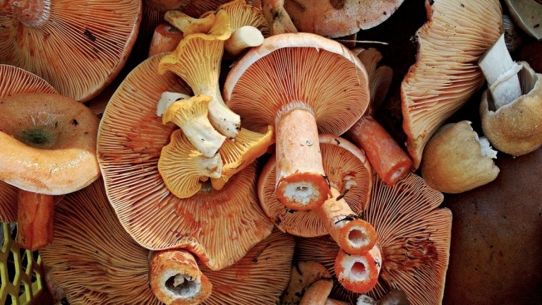 Gombatermesztő- és feldolgozó üzemet épít Nagykállóban a Fungaria Bio