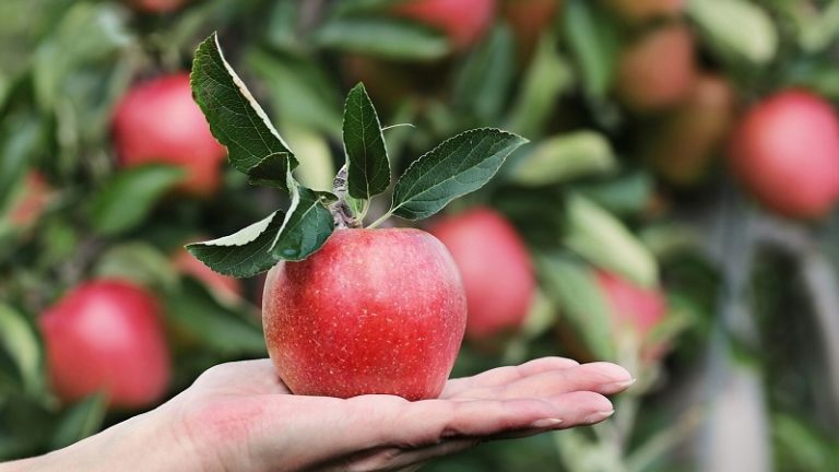 Piackeresésben segít az Agrárkamara