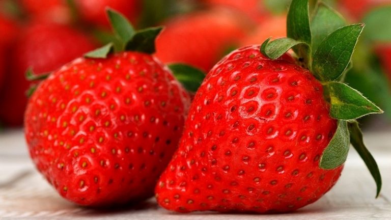 FruitVeB: az idén kedvezőbb lesz a szamócatermés