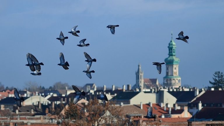 Három cég 6 milliárd forintért dolgozik Sopronban