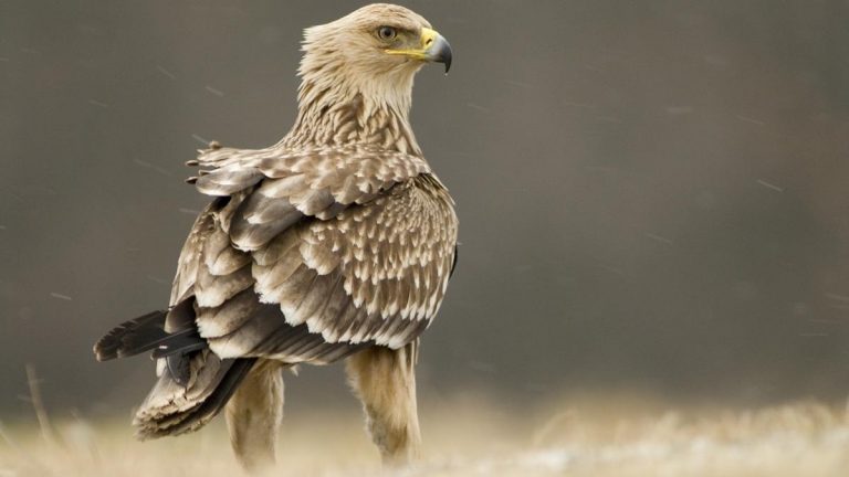 Natura 2000 díjat nyert a parlagi sasokat védő magyarországi projekt