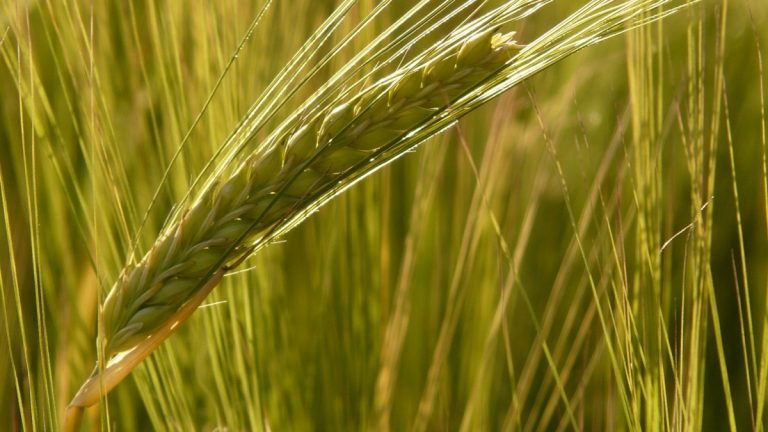 Közös agrárpolitika 2020 után: korszerűsítést és egyszerűsítést javasol az Európai Bizottság Közös agrárpolitika 2020 után: korszerűsítést és egyszerűsítést javasol az Európai Bizottság