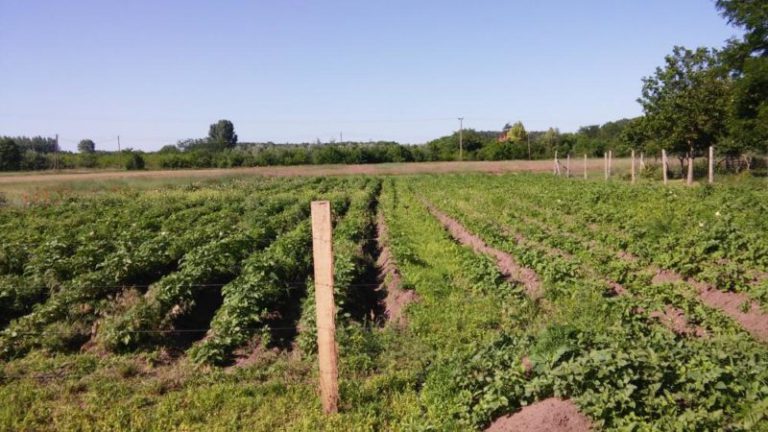 Átszervezi a falugazdász hálózatot az agrárkamara Átszervezi a falugazdász hálózatot az agrárkamara
